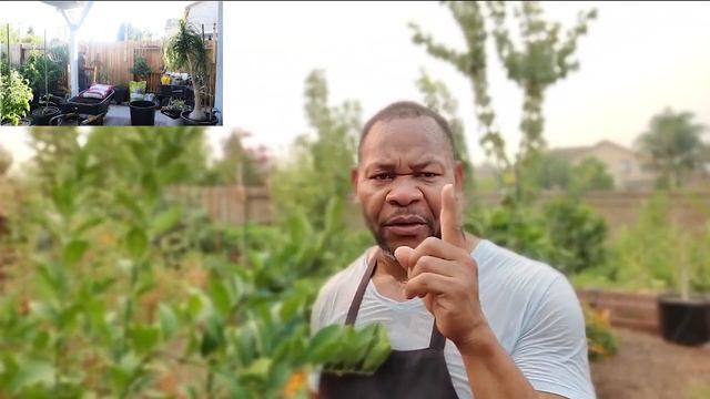 GROWING CITRUS TREES IN COLDER CLIMATES 5b - 8a #growingcitrus #citrusincontainers смотреть онлайн