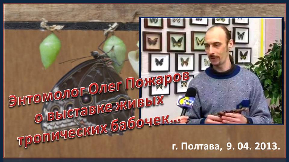 Энтомолог Олег Пожаров рассказывает о выставке тропических бабочек "Рай на Земле"