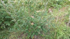 Подвой для яблонь - сеянец, среднерослый и карликовый. Какой выбрать, преимущества и недостатки