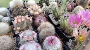 Маммилярии.Нотокактусы.Эхиноцереусы.Разнообразие цветения кактусов.