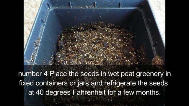 How To Germinate Eastern Red Cedar смотреть онлайн