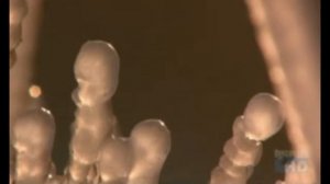 рябина круг