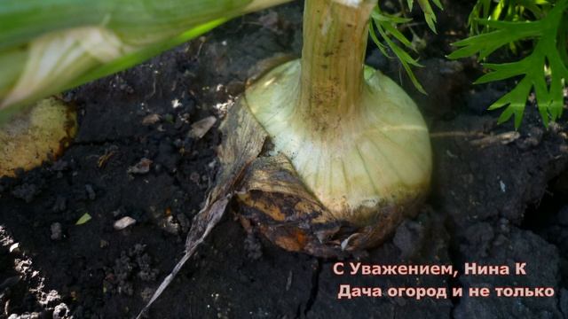 ? 3 ОСНОВНЫХ ХИТРЫХ ДЕДОВСКИХ СПОСОБОВ ? Быстро Доводим Лук Репчатый до Полного Созревания смотреть онлайн