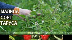 Малиновое дерево Таруса.Характеристика,описание,болезнии.#таруса,#малина,#малинаТаруса.