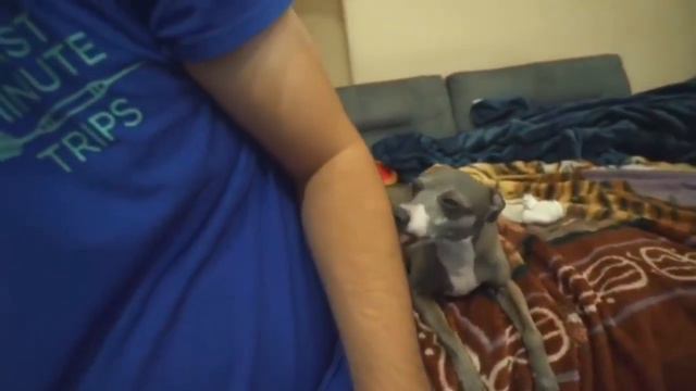 чем меньше собака- тем злей у нее характер смотреть онлайн