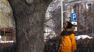 ПУШКИНСКИЙ ДУБ на Тверском бульваре