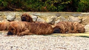 Фила Бразилейро    Fila Brasileiro