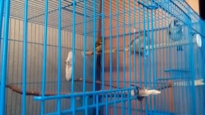 ПЕНИЕ ЩЕГЛА И ЧИЖА