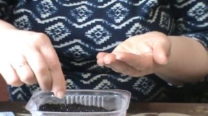 Цветы Обриета. Посев семян