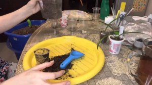 Пересадка гиппеаструмов.