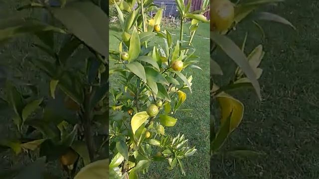 Mandarine Satsuma Okitsu, Citrus unshiu Okitsu