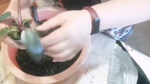 Как я готовлю грунт для ароидных. Пересадка филодендрона.