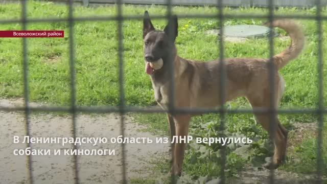 В Ленобласть из ЛНР вернулись собаки и кинологи