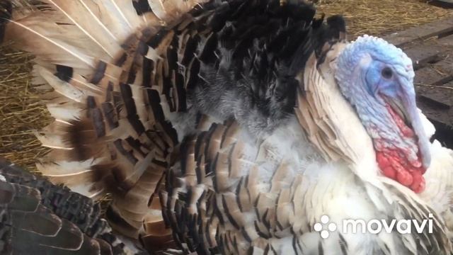 Индюки ВИКТОРИЯ.Гуси ЛИНДА смотреть онлайн