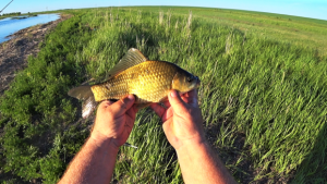 Рыбалка на карася . Ловля на донную снасть пружина и флэт метод .