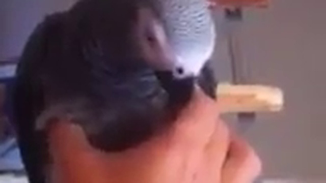 Попугай прикидывается игрушкой смотреть онлайн