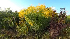 ЦВЕТУЩИЙ БАМБУК - СОЛИДАГО или ЗОЛОТАРНИК