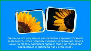 Чем полезны семечки подсолнуха?