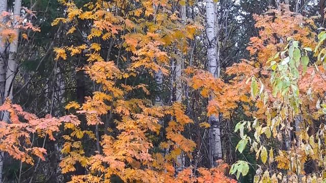 Осенний лес смотреть онлайн