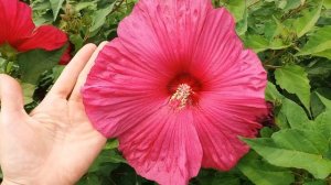 Hibiscus moscheutos "Jazzberry Jam" - гибискус болотный "Джазберри Джем"