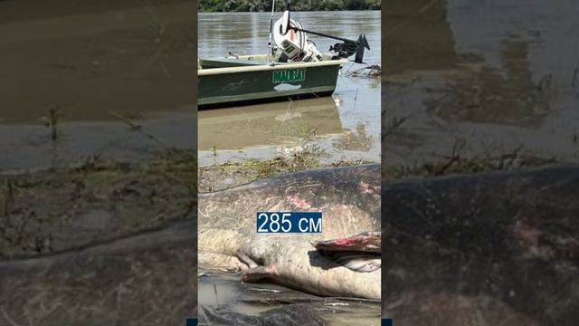 В Италии выловили ГИГАНТСКОГО СОМА - 285 см смотреть онлайн