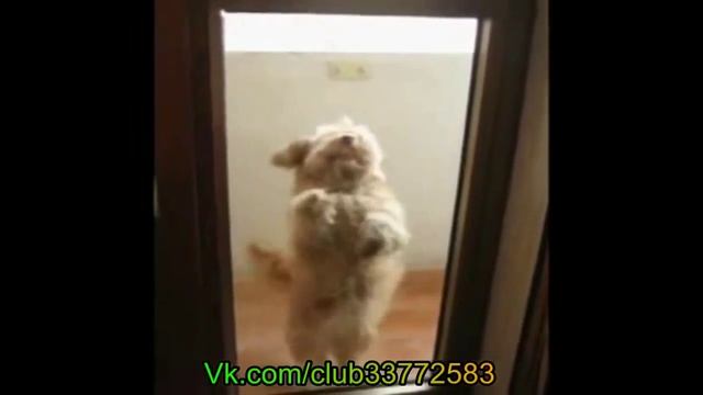 смешные приколы и самолет держится в воздухе на месте смотреть онлайн