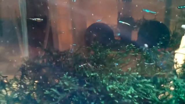 Кардинал малёк смотреть онлайн