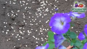 ПЯТЬ СПОСОБОВ БОРЬБЫ С СОРНЯКАМИ