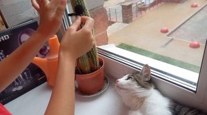АСМР с Котиком | ASMR With Cat