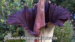 Растения   рекордсмены