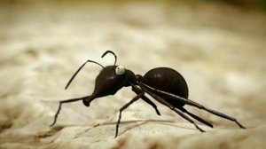 Minuscule Vol 01 E12 Le Pont De La Rivière Bzzz