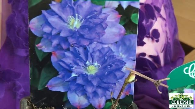 Клематисы польского селекционера Шчепана Марчинского