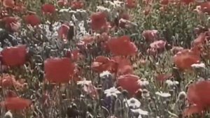 "Про Красную шапочку"