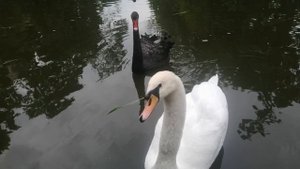 Горпарк Саратов. Чёрный лебедь.