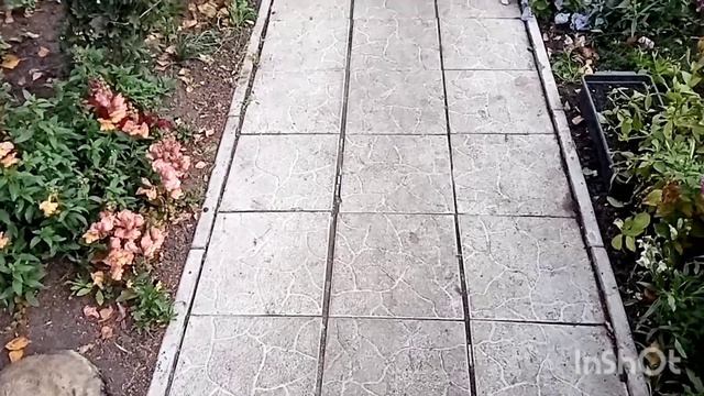 Как живут в русской деревне. Разборка в сарае/привезла от Ирины кабачки /прогулка.. смотреть онлайн