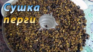 Как сушить пергу в домашних условиях. Сушка перги.