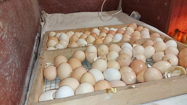 сколько вывелось цыплят, индюшат,гусят,бентамок?))) смотреть онлайн