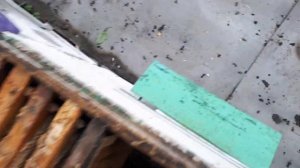 Карника и Бакфаст! Как они ушли в зиму!