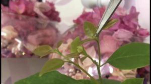 Обрезка и формирование бугенвиллии✂️?