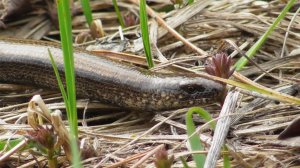 Веретеница ломкая ( Anguis fragilis ). Ящерица из Красной книги