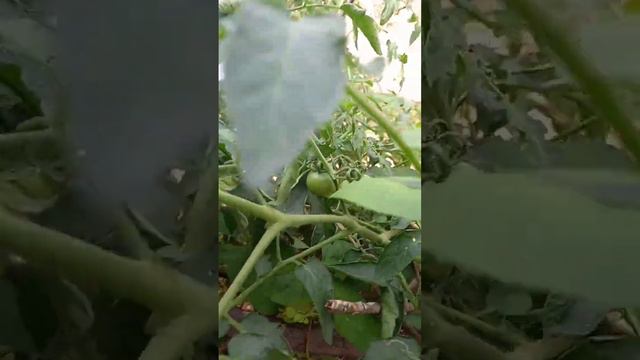 tomato#short video