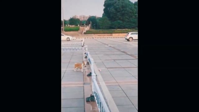 КОТЫ ПРИКОЛЫ 2020 - ЛУЧШИЕ ПРИКОЛЫ С ЖИВОТНЫМИ #3 смотреть онлайн