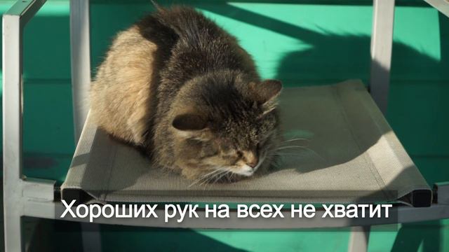 Стерилизация домашних питомцев смотреть онлайн