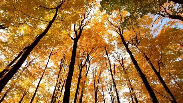 Природа осенью. Красивые пейзажи золотой осени. Осень в парке. Видео для релакса, души и медитации.