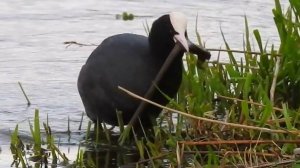 Птица Лысуха (fulica atra) "водяная курица". Валдай 2024 #валдай #наблюдениезаптицами #лысуха #птицы