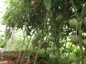 Мои томаты меня радуют !!!