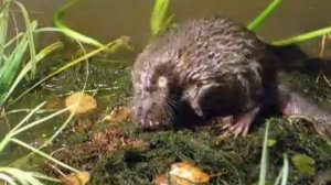 Русская выхухоль, хохуля или просто симпатяшка!