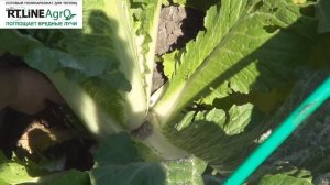 ? Как правильно собрать пекинскую капусту. Выращиваем капусту пекинскую.