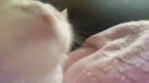 Белый кот флексит под турбофолк