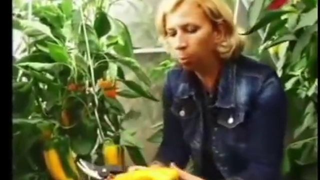 Перец.Мастер класс. Марина Рыкалина и Виталий Декабрев.